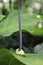 Rare tropical anthurium schlechtendolii tail plant with spadix and foliage