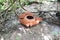 Rare tropical giant flower rafflesia arnoldii in full bloom in Borneo island rainforest mountains