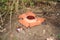 Rare tropical giant flower rafflesia arnoldii in full bloom in Borneo island rainforest mountains