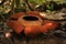 Rare tropical giant flower rafflesia arnoldii in full bloom in Borneo island rainforest mountains