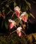 Rare tropical orchid flowers paphiopedilum