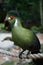 Rare Turaco Bird