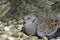 Rare Turtle Dove resting on shells