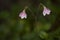 The rare Twinflower Linnaea borealis