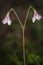 The rare Twinflower Linnaea borealis