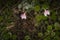 The rare Twinflower Linnaea borealis