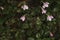 The rare Twinflower Linnaea borealis