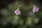 The rare Twinflower or Linnaea borealis