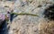 Rare underwater image of Green palmate worm in to the Mediterranean sea - Nereiphylla paretti
