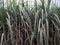 A rare unique natural view of green crop of sugarcanes