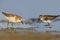 A rare and unusual picture. The little stint and Broad-billed stint together