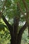 A rare and unusual sight of a monitor lizard climbing a tree in a lush Thai garden park.