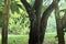 A rare and unusual sight of a monitor lizard climbing a tree in a lush Thai garden park.