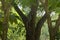 A rare and unusual sight of a monitor lizard climbing a tree in a lush Thai garden park.