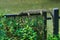 A rare and unusual sight of a monitor lizard sunbathing on a steel fence in a lush Thai garden park.