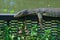 A rare and unusual sight of a monitor lizard sunbathing on a steel fence in a lush Thai garden park.