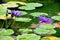 Rare violet color water lotus flower