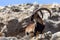 Rare Walia ibex in Simien, Ethiopia wildlife