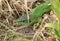 A rare Western Green Lizard, Lacerta Biliniata, Viridis, warming up on the ground on a warm but overcast day in the UK.