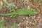 A rare Western Green Lizard, Lacerta Biliniata, Viridis, warming up on the ground on a warm but overcast day in the UK.