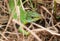 A rare Western Green Lizard, Lacerta Biliniata, Viridis, warming up on the ground on a warm but overcast day in the UK.