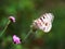 Rare white Apollo butterfly on a clover