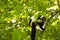 Rare White-belted Ruffed lemur - GÃ¼rtelvari, Varecia variegata subcincta, feeding on trees, National Park Nosi Mangabe, Mada