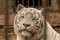 A rare white Bengal tiger close up portrait in zoo