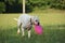 Rare white boxer dog with pink frisbee