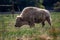 A Rare White Buffalo Roaming In Its Enclosure