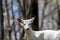 Rare white color, white - tailed deer, Odocoileus virginianus