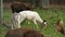 Rare white Fallow deer stag.