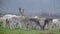 Rare white fallow deer stag with herd in country park.