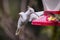 Rare white Leucistic Magnificent Hummingbird Eugenes spectabilis in Costa Rica