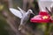 Rare white Leucistic Magnificent Hummingbird Eugenes spectabilis in Costa Rica