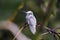 Rare white Leucistic Magnificent Hummingbird Eugenes spectabilis in Costa Rica