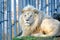 Rare White Lion Portrait Panthera Leo Krugeri Endangered Species