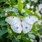 Rare White Morpho Butterfly