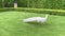 Rare white peacock in garden