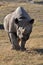 Rare white rhinos only live wild in South Africa