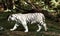 The rare white Siberian tiger