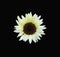 A rare white sunflower centered on a dramatic black background