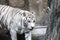 Rare white tiger slose portrait