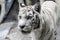 Rare white tiger slose portrait