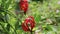 Rare Wild flowers with red long petals found on indian forests
