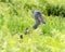 A rare wild Shoebill in Uganda