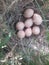 Rare wild sparrow eggs in a grass field