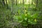 Rare wildflower- lady`s-slipper orchid Cypripedium calceolus blooming in its habitat