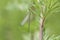 A rare Willow Emerald Damselfly, Chalcolestes viridis, perched on plant.