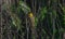 Rare yellow colored male northern cardinal - cardinalis cardinalis - a genetic mutation that prevents converting yellow pigment